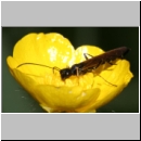 Calameuta filiformis - Halmwespe 01b.jpg